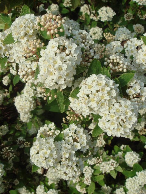 Spiraea x vanhouttei